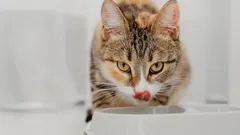 Kolik misek s vodou kočka potřebuje a proč je nemít vedle krmiva