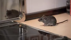 Jak na podzim ochránit dům před myšmi – ověřený postup za 3 dny