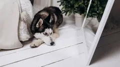 Málokdo ví: Proč se psi v zrcadle nepoznávají