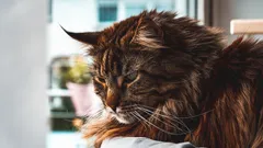 Sedm nejspolečenskějších kočičích plemen – jak najít kočičího společníka, který se chová jako pes