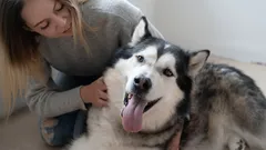 Kde pohladit psa, aby byl opravdu šťastný