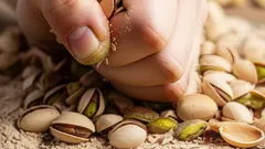 Používání pistáciových skořápek na rostlinách: k čemu slouží a jaké mají výhody