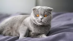 Jak dlouho žijí skotské kočky?