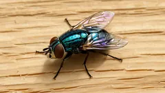 3 přírodní triky, jak udržet kuchyni bez mušek a octomilek