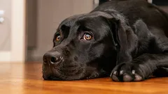 10 věcí, které stresují psy – a mnoho majitelů o nich netuší