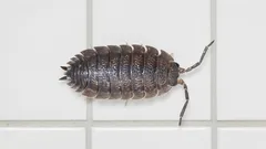 Hrůza pod umyvadlem: co je to za nestvůru a proč musíte jednat hned