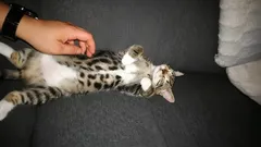 Jen málokdo ví: Co kočky skutečně cítí, když jim škrábete bříško, podle odborníků na kočičí chování