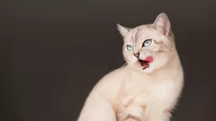 Jak kočky předvídají neštěstí: věda vs. mýty o jejich instinktech