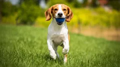 Top 10 nejhravějších plemen psů: aktivní a veselí mazlíčci pro rodinu